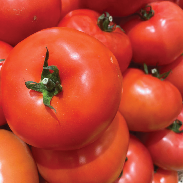 Beefsteak Tomato Seedling شتلة طماطم لحم البقر