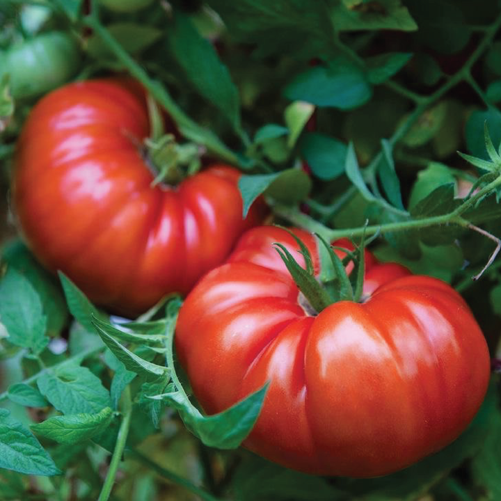 Beefsteak Tomato Seedling شتلة طماطم لحم البقر