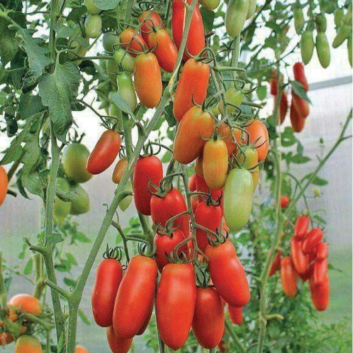 San Marzano Tomato Seedling شتلة طماطم سان مارزانو