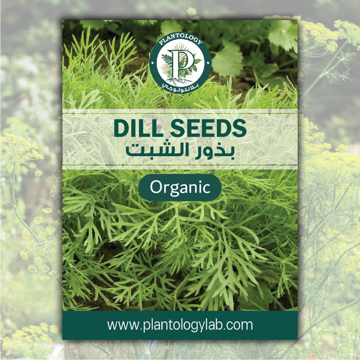 Dill Seeds