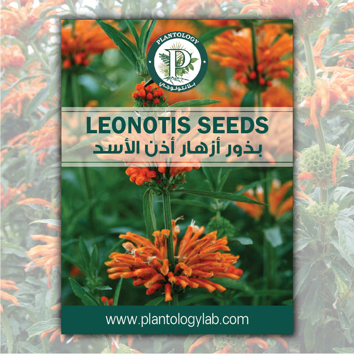 Leonotis Seeds