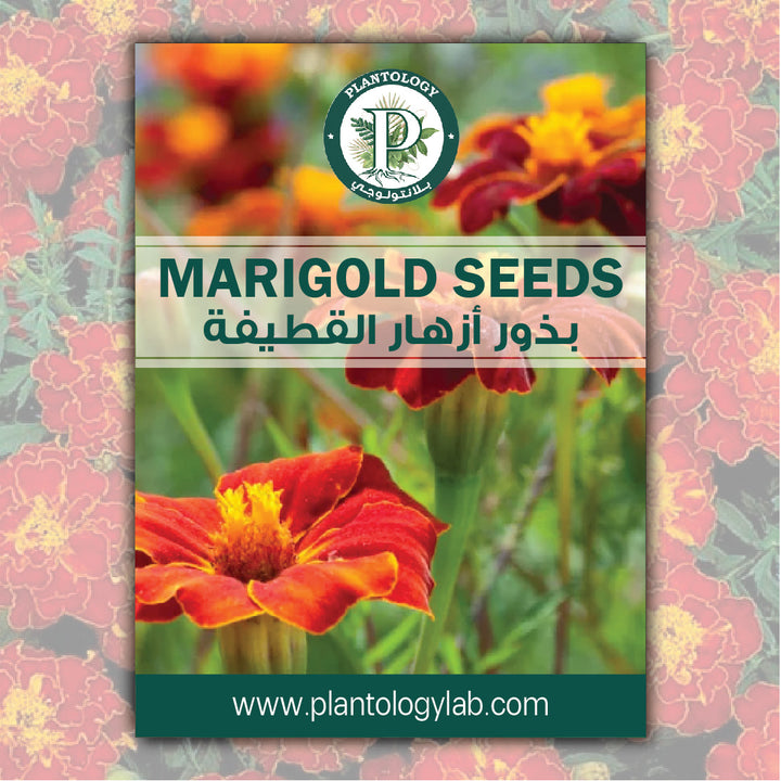 Marigold Seeds Red