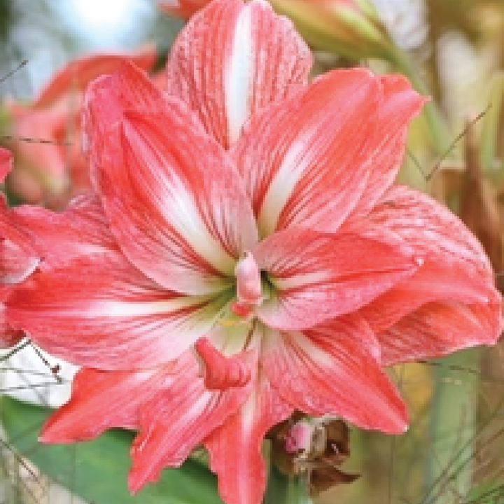 AMARYLLIS BULBS <br> أبصال الأمارلس