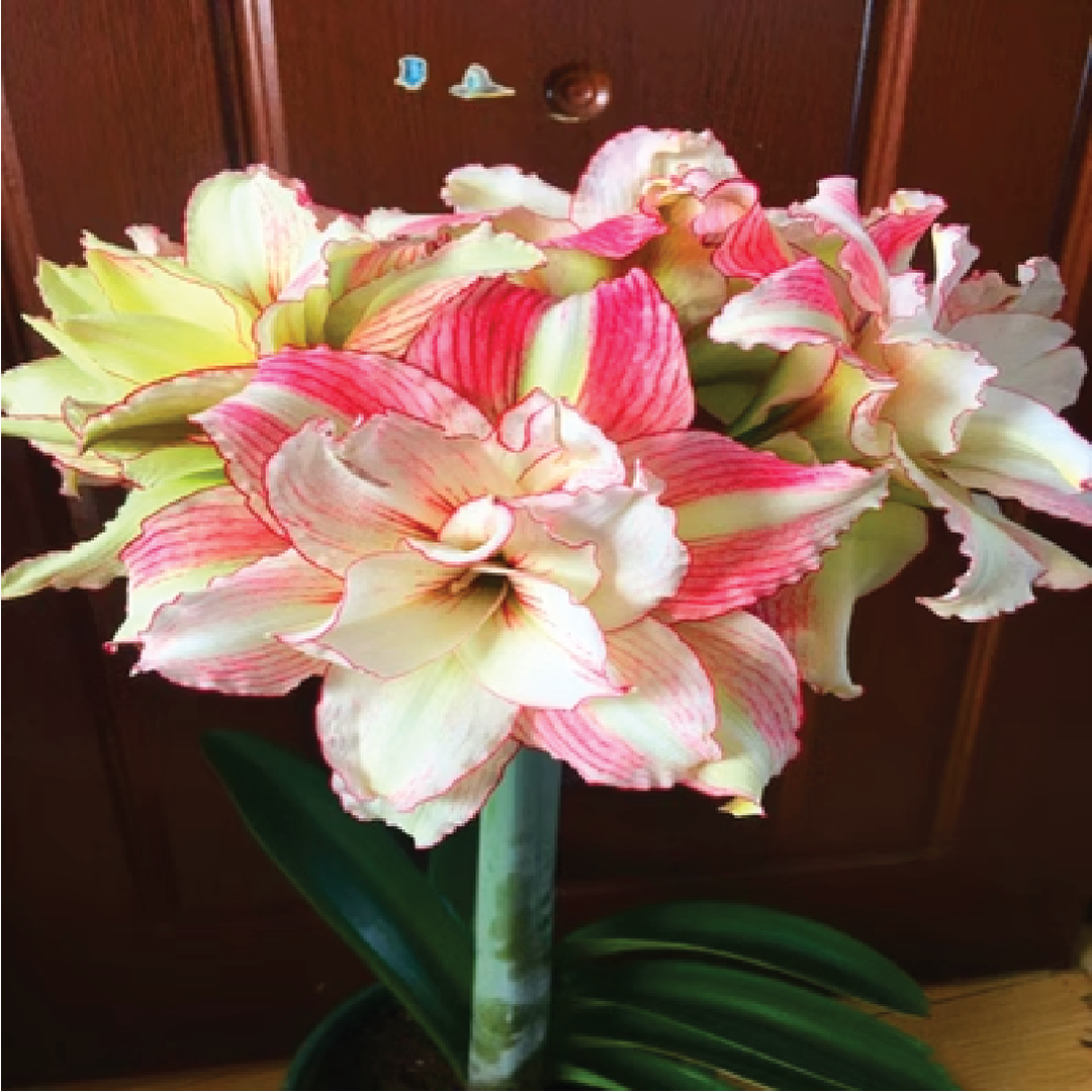 AMARYLLIS BULBS <br> أبصال الأمارلس