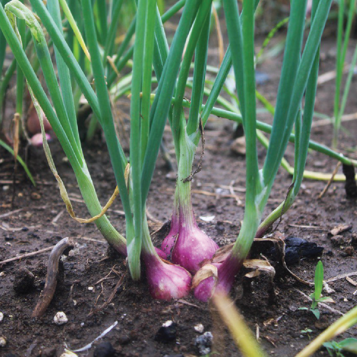 RED ONION SEEDS<br>بذور البصل الأحمر