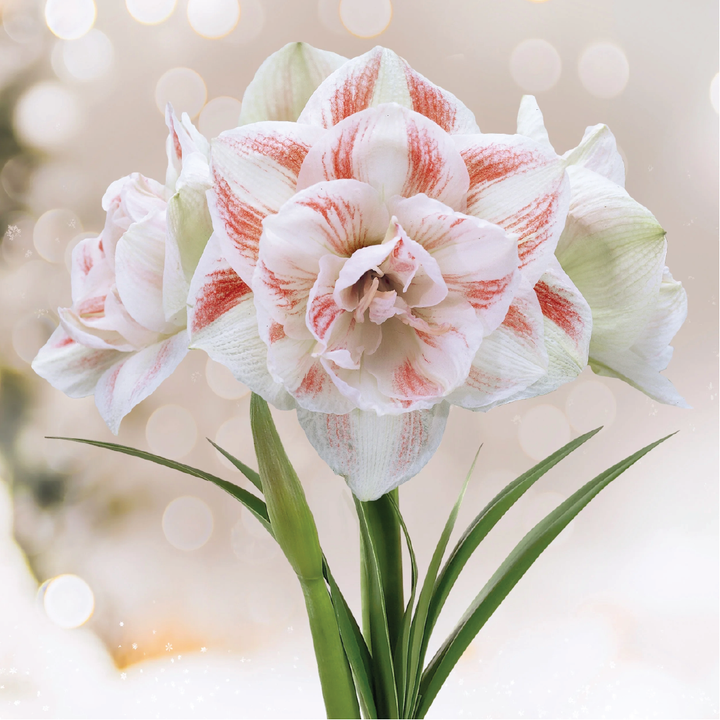 AMARYLLIS BULBS <br> أبصال الأمارلس