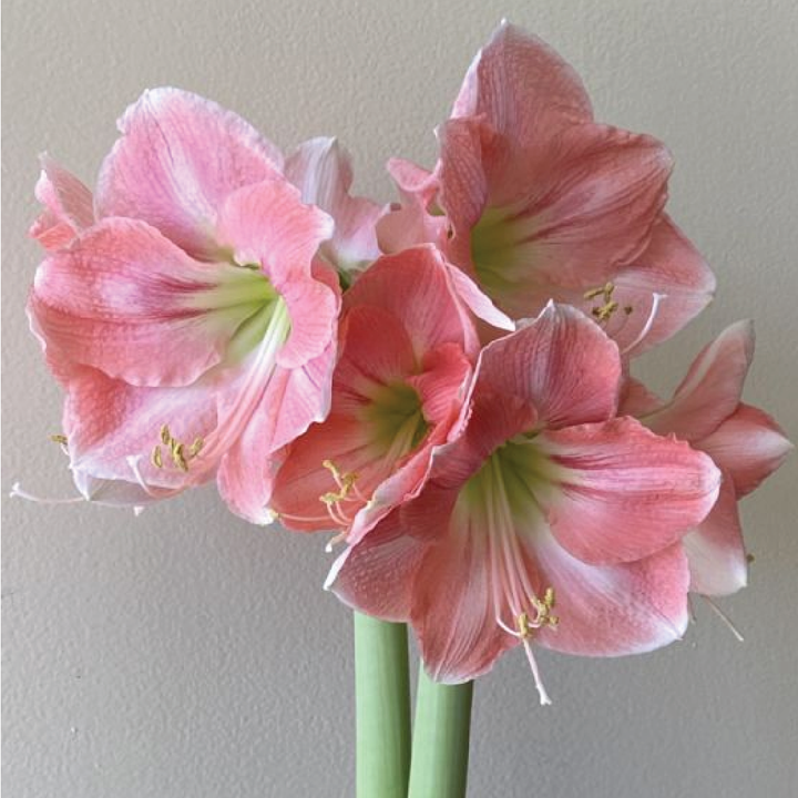 AMARYLLIS BULBS <br> أبصال الأمارلس