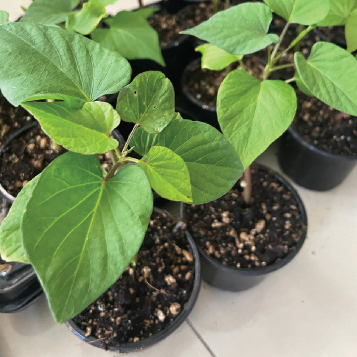 Sweet Potato Seedling