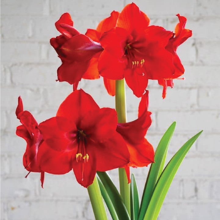 AMARYLLIS BULBS <br> أبصال الأمارلس