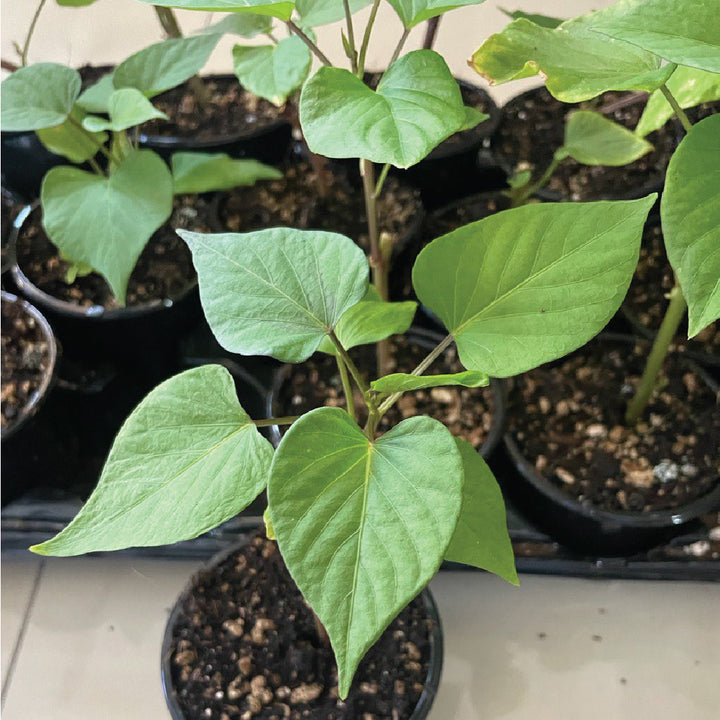 Sweet Potato Seedling