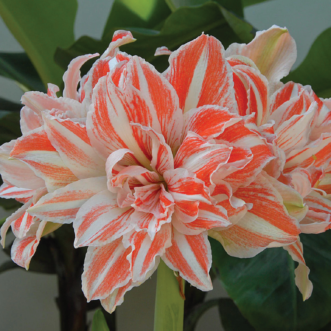 AMARYLLIS BULBS <br> أبصال الأمارلس