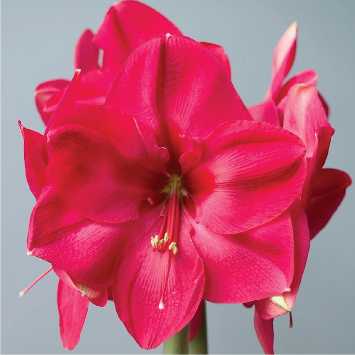 AMARYLLIS BULBS <br> أبصال الأمارلس