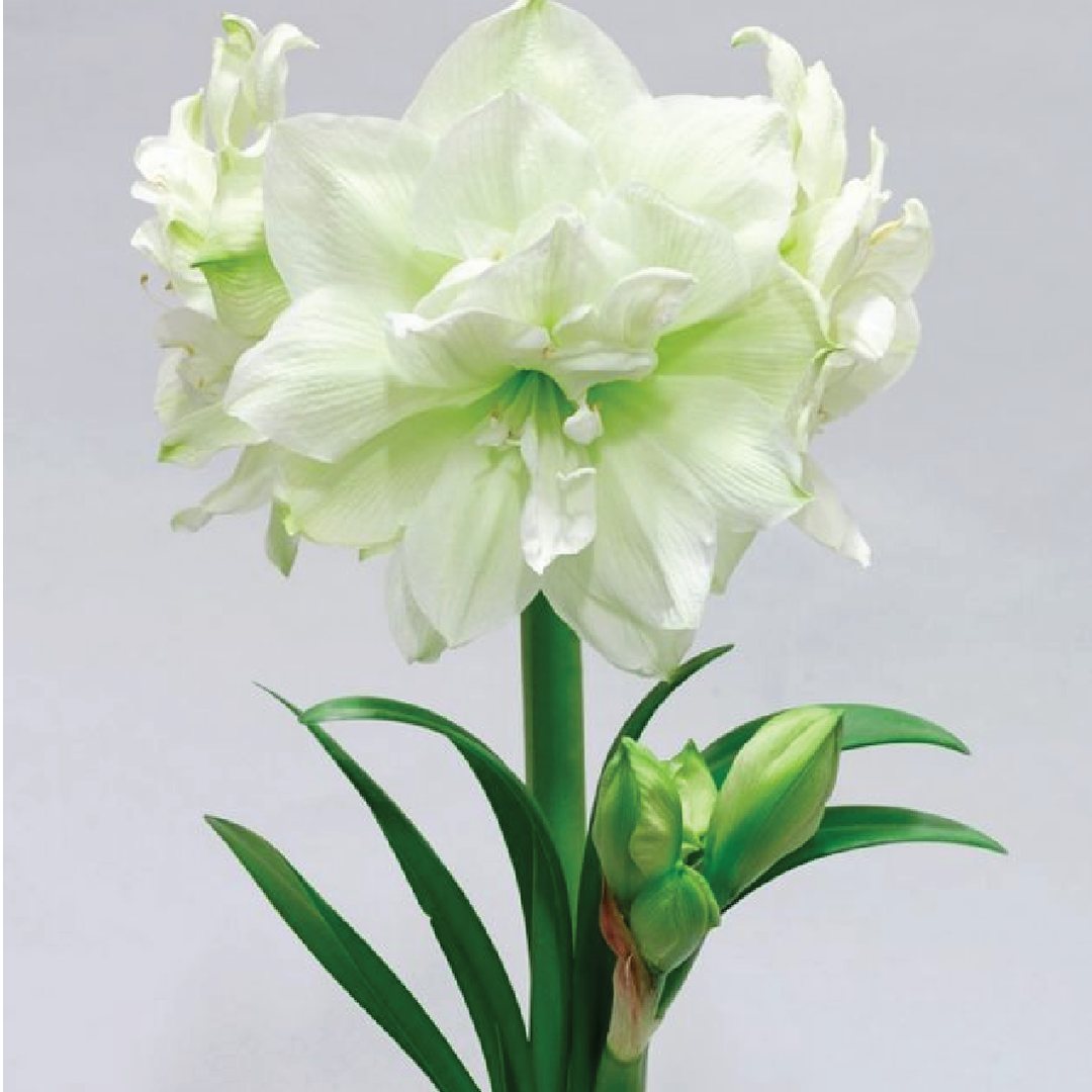 AMARYLLIS BULBS <br> أبصال الأمارلس