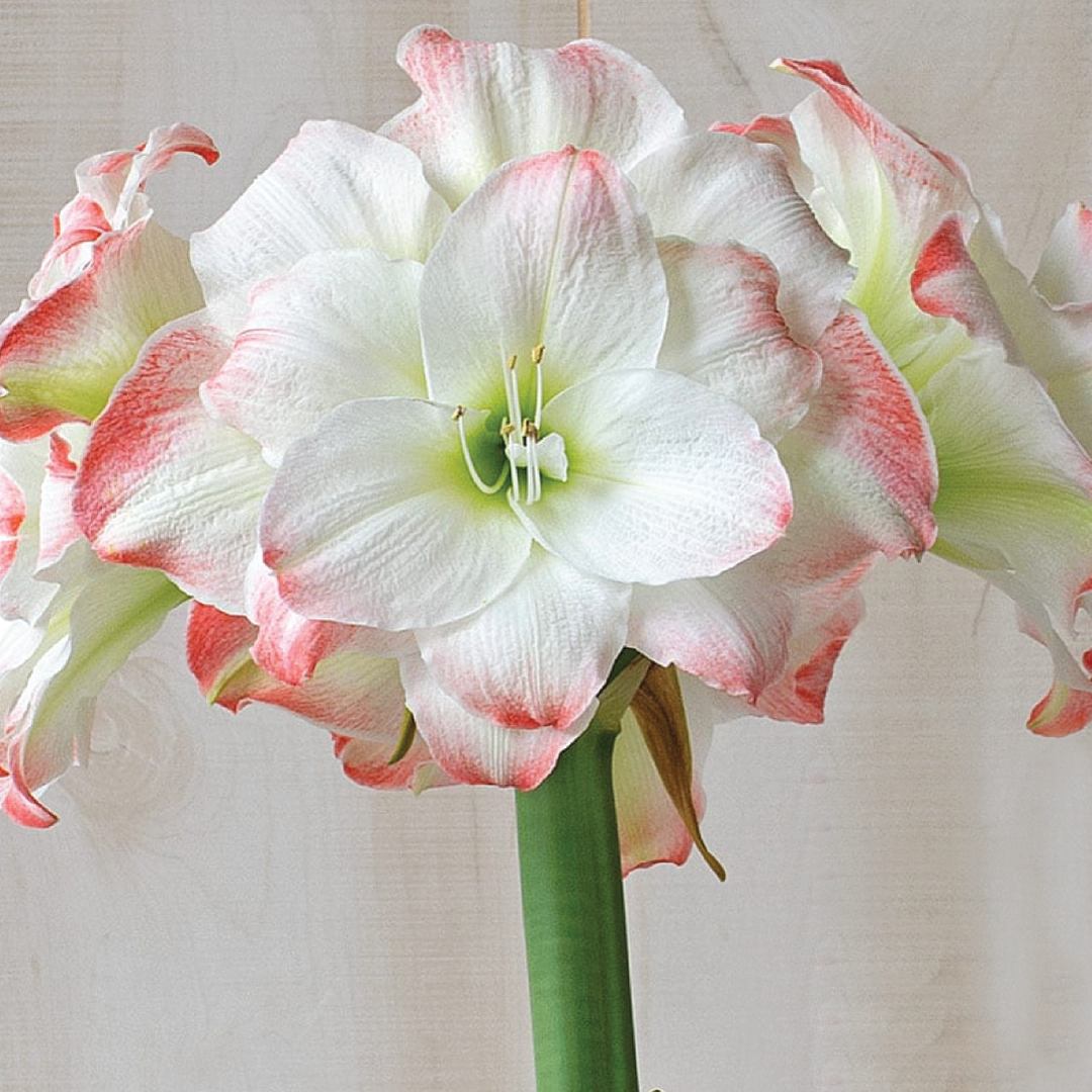 AMARYLLIS BULBS <br> أبصال الأمارلس