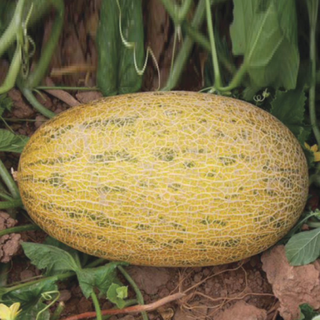 GULABI MELON SEEDS <Br> بذور الشمام الجلابي