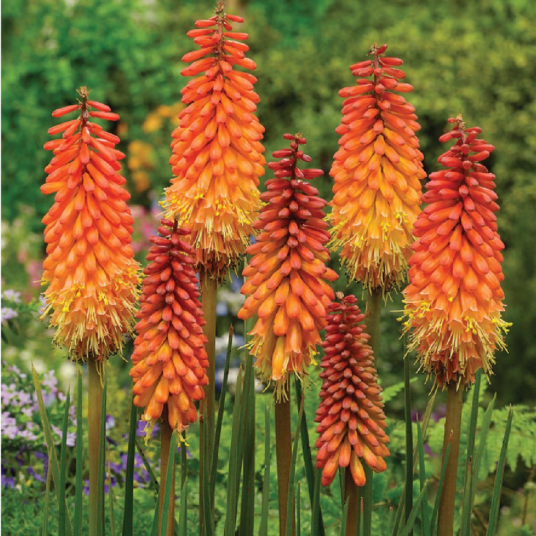 RED HOT POKER SEEDS <br> بذور زهور البوكر الحمراء