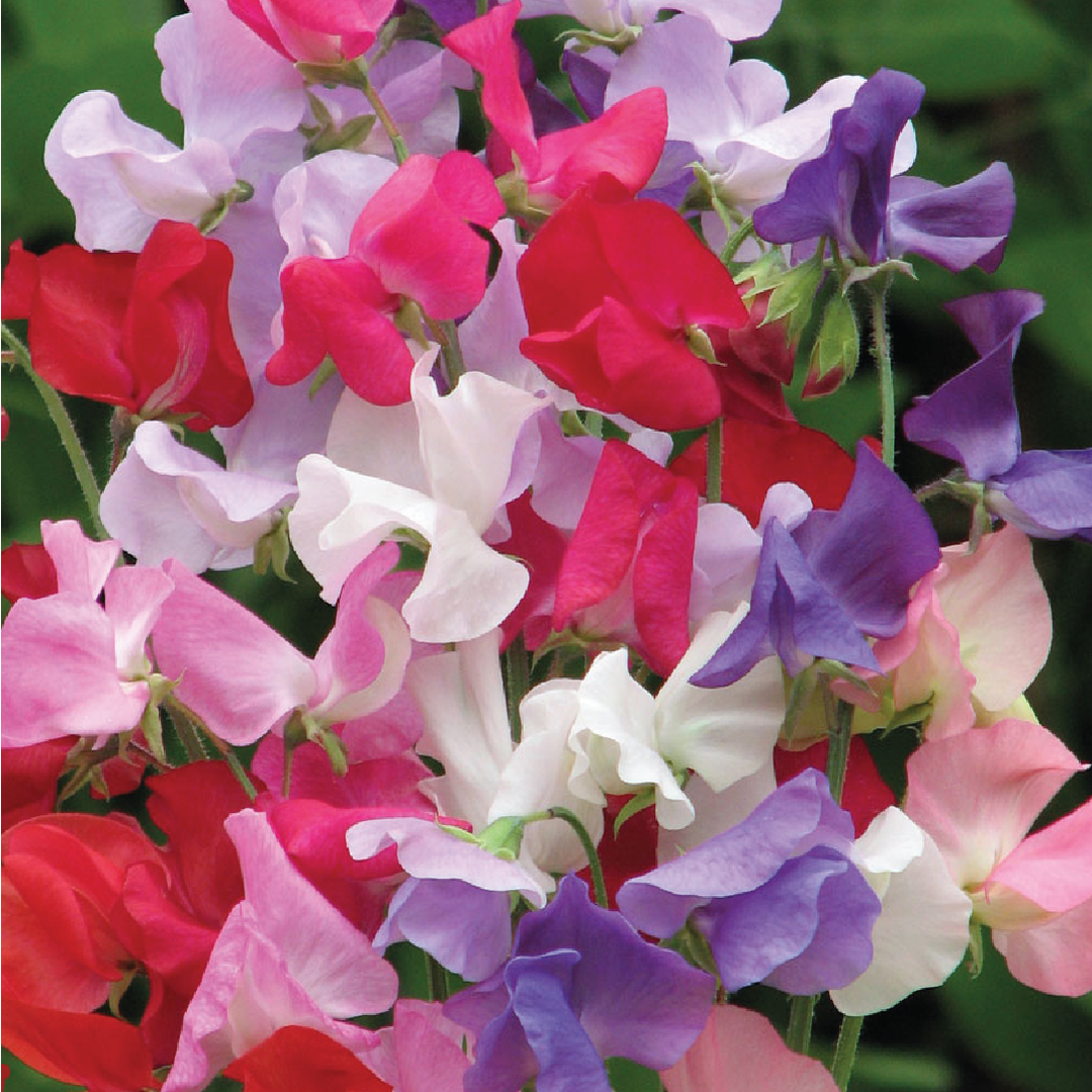 SWEET PEA SEEDS <br> بذور زهور  البازلاء الحلوة