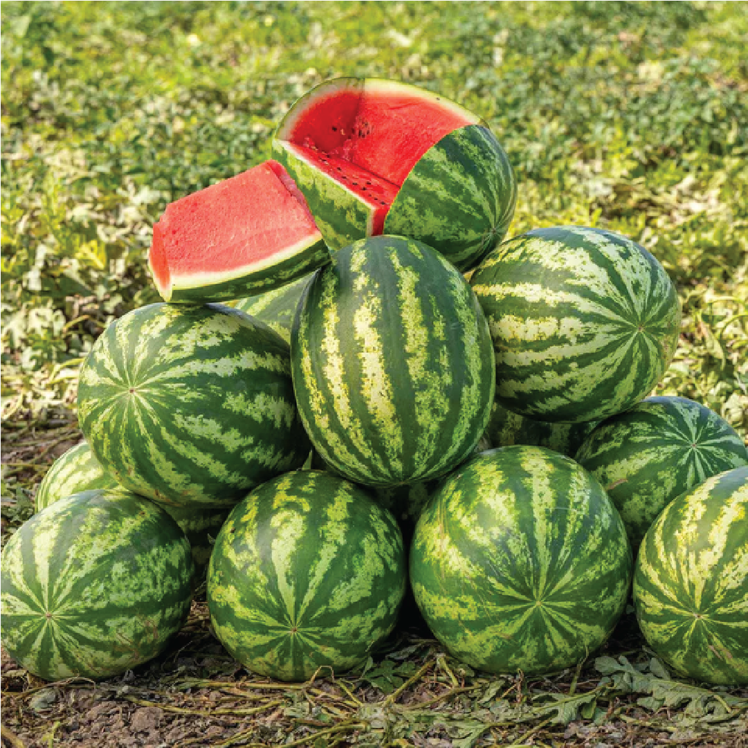 STRIPED WATERMELON SEEDS <br>  بذور البطيخ المخطط