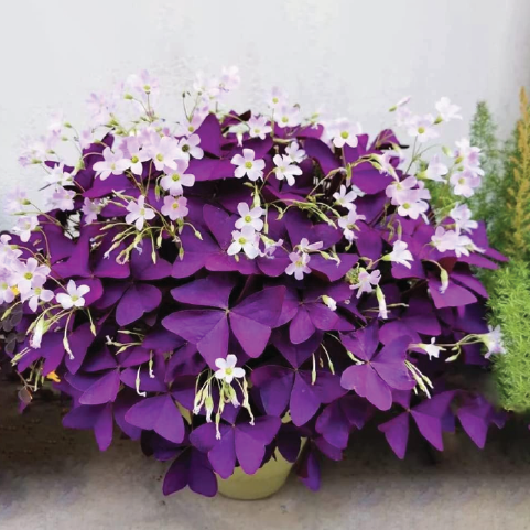 OXALIS FLOWER BULBS <br> أبصال زهور الأوكساليس