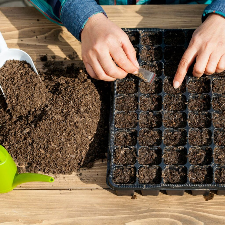 Mint Seeds