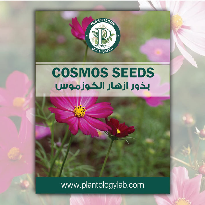 Cosmos Seeds