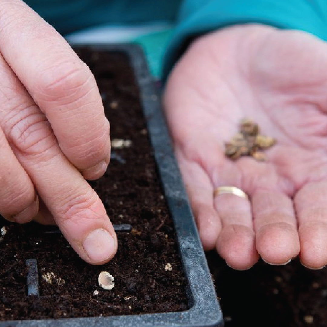 Hollyhock seeds