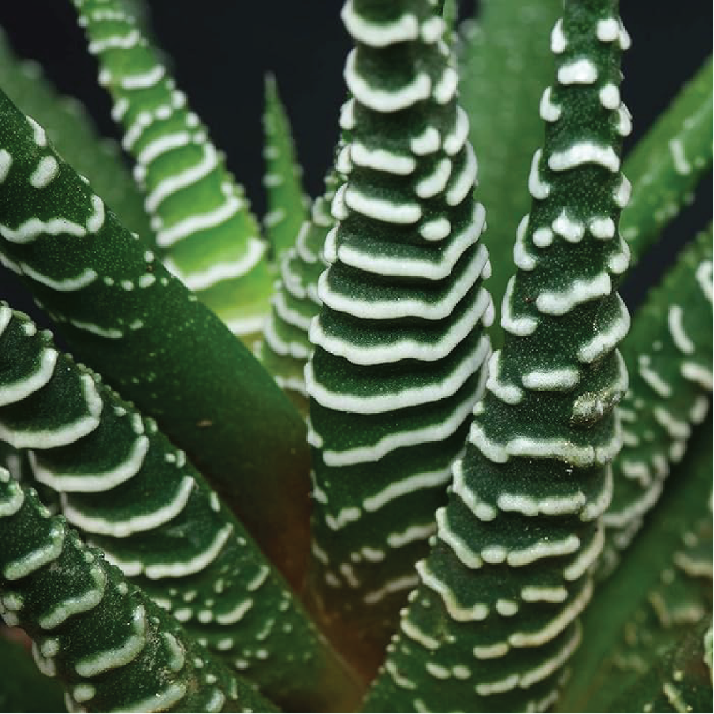 Hawothia Fasciata (Zebra Cactus) Garden Plants