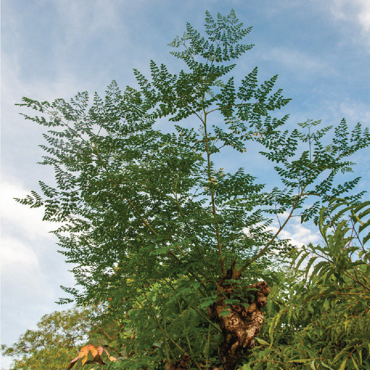 Moringa Seeds