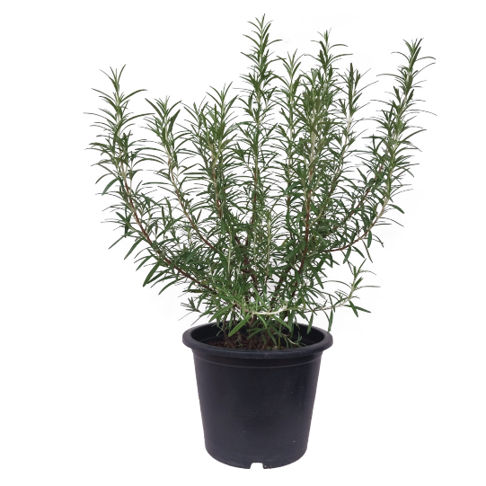  Rosemary Live Plant 