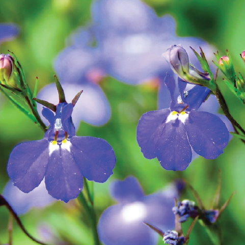 LOBELIA FLOWER SEEDLING <br>شتلة زهرة اللوبيليا