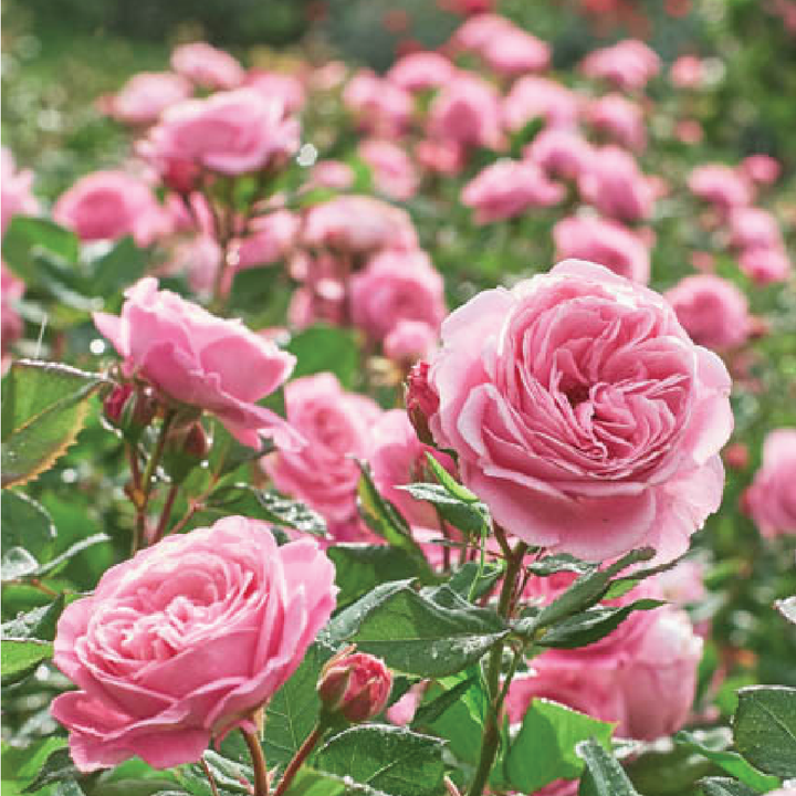 ROSES SEEDS <br>بذور الورد