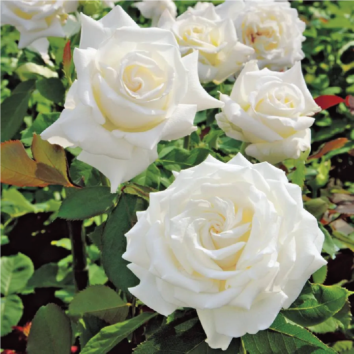 ROSES SEEDS <br>بذور الورد