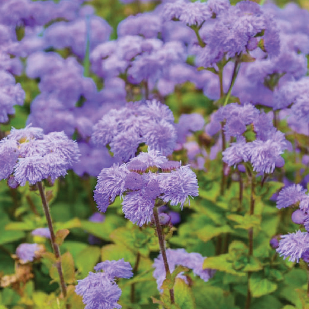 Ageratum Seeds بذور الأجيراتوم