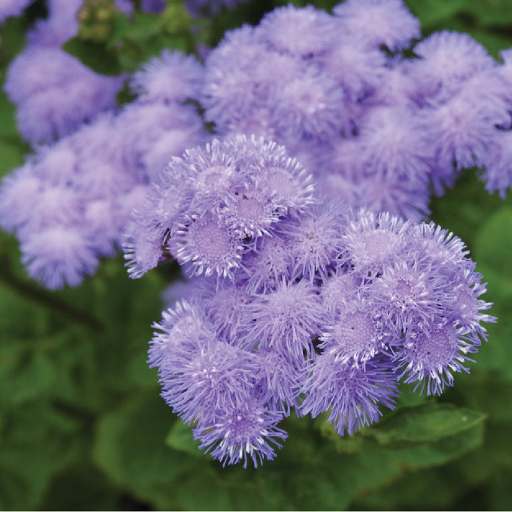 Ageratum Seeds بذور الأجيراتوم