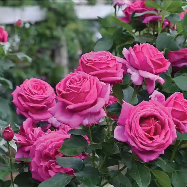 ROSES SEEDS <br>بذور الورد