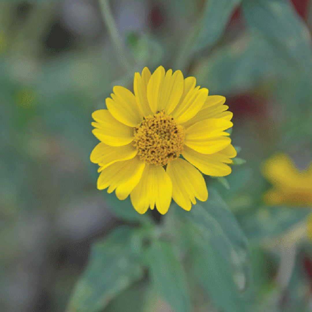 Golden Crownbeard Seeds