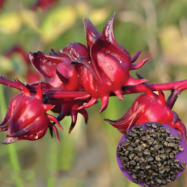 Hibiscus Seeds