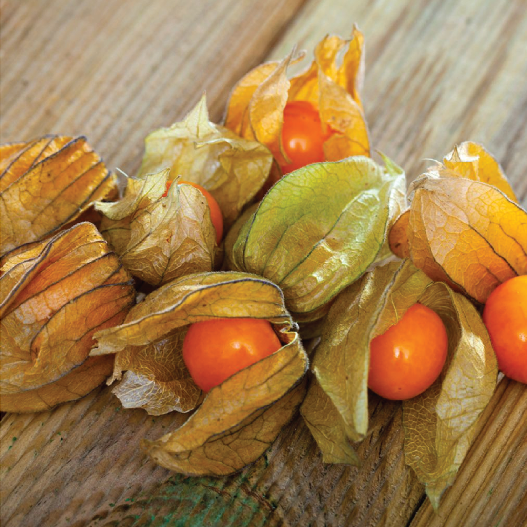 PHYSALIS SEEDS<br> بذور الحرنكش