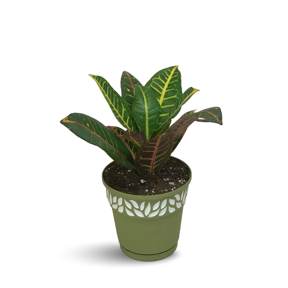CROTON PLANT - INDOOR PLANTS FOR HOME
