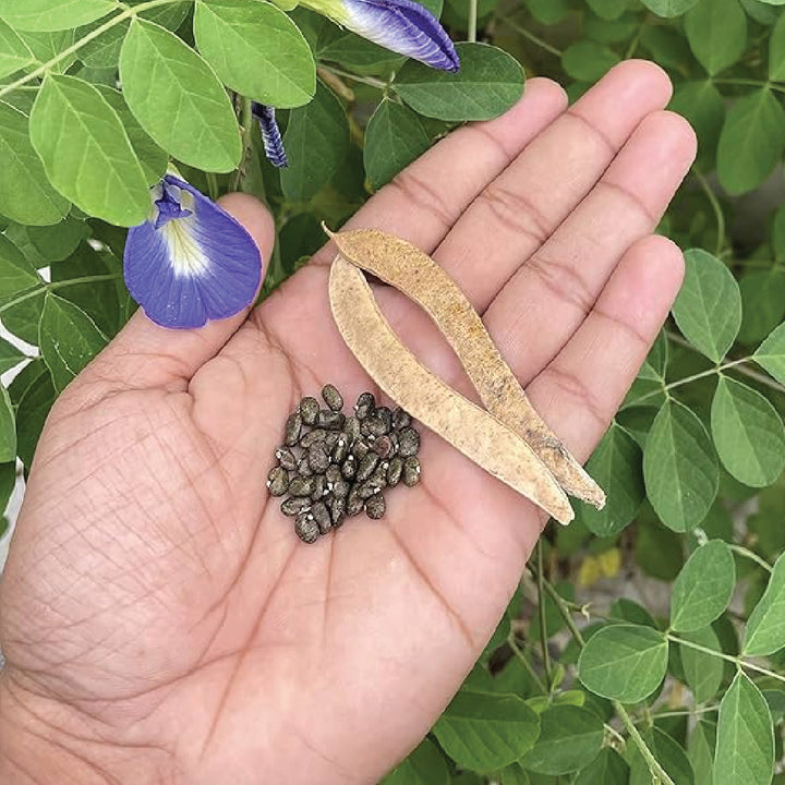 Blue Tea Seeds