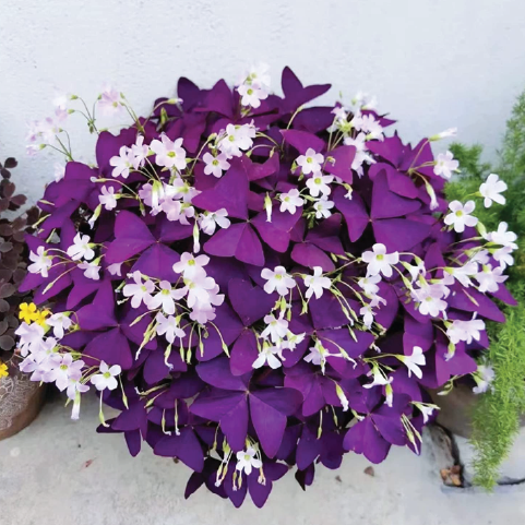 OXALIS FLOWER BULBS <br> أبصال زهور الأوكساليس