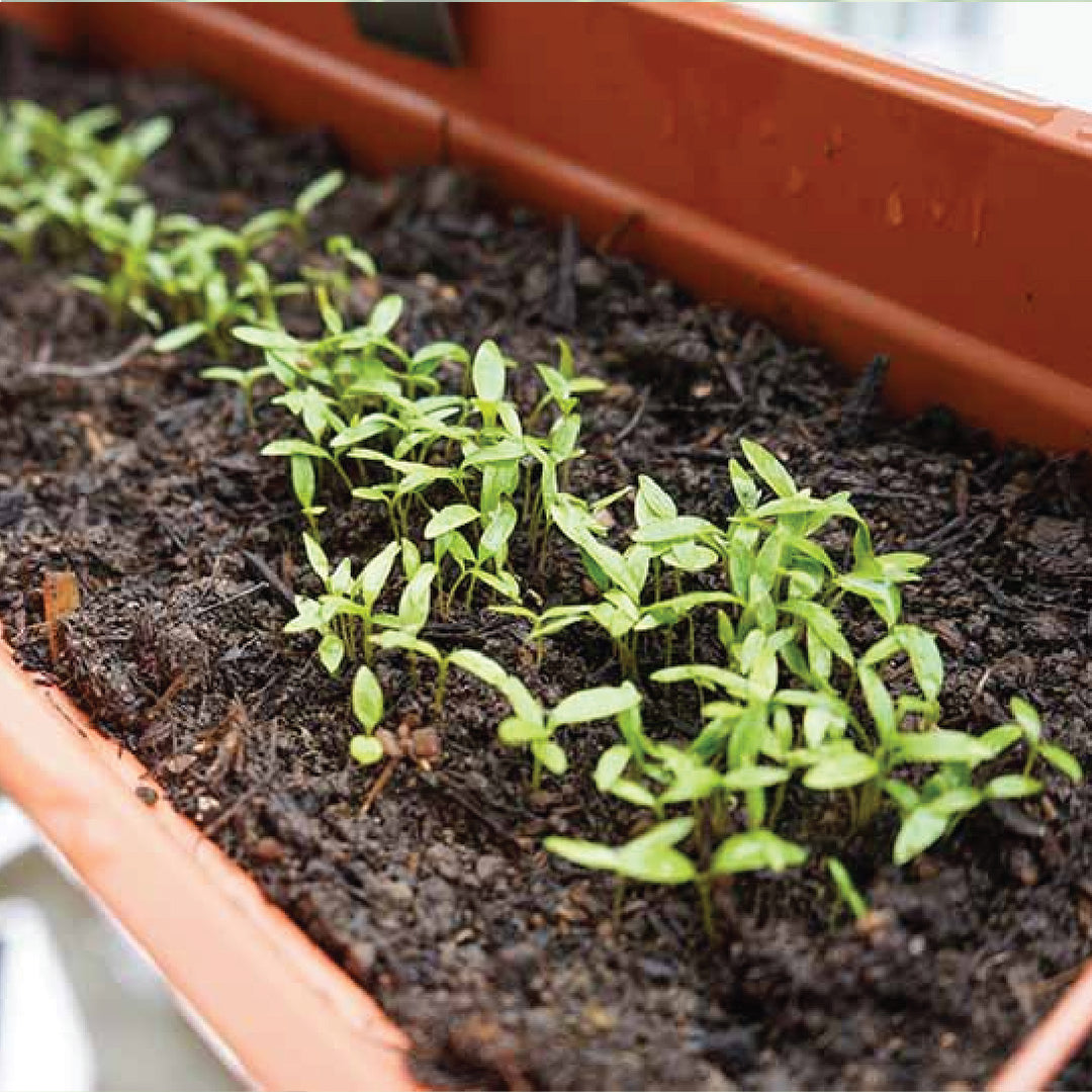 Parsley Seeds