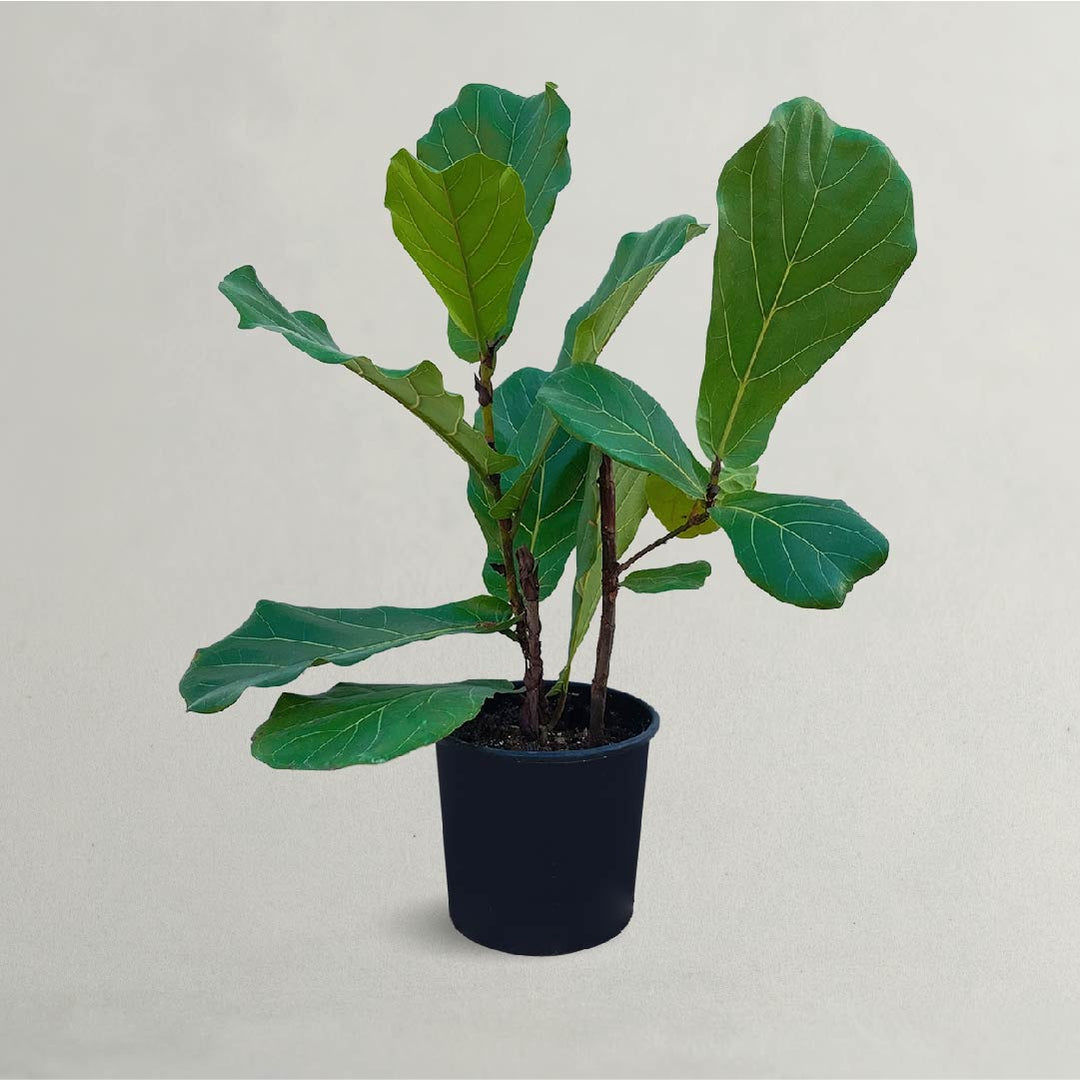 Ficus Lyrata Live Plant - Fiddle Leaf Fig 50cm