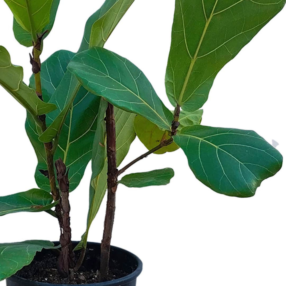 Fiddle Leaf Fig 50cm