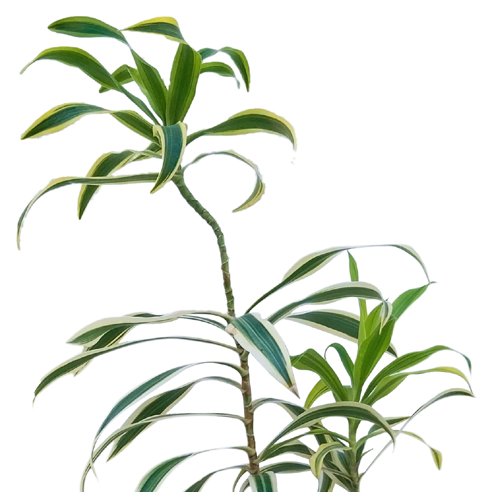 Dracaena Reflexa Indoor Plant