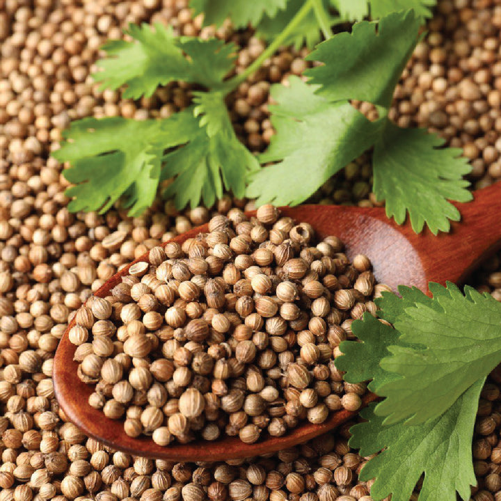 Coriander Seeds