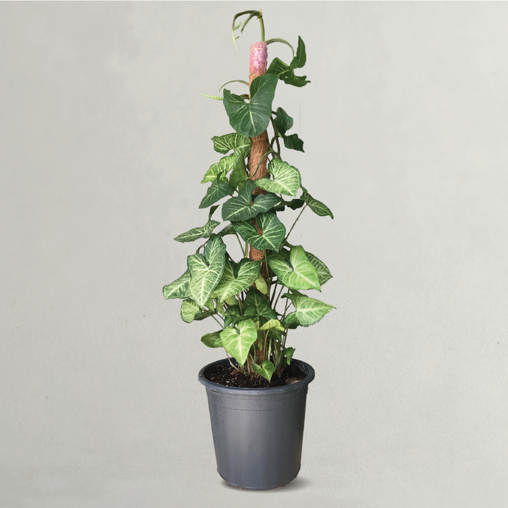 ARROWHEAD PLANT SYNGONIUM PODOPHYLLUM