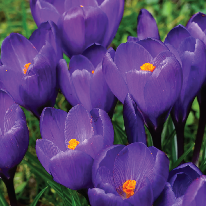 CROCUS BULBS<br>أبصال الكروكس