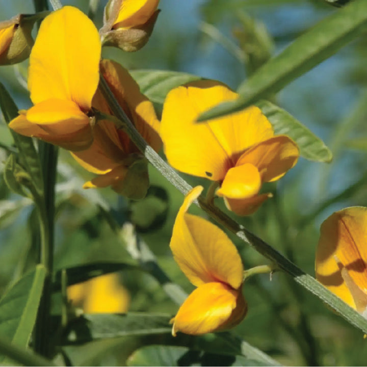 CROTALARIA JUNCEA SEEDS