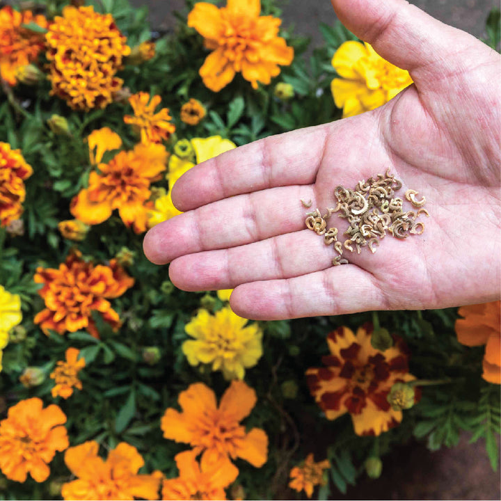 Marigold Seeds